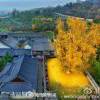 yangpanpan