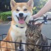 啊
