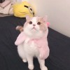 悄悄