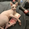 实体