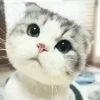 Wl